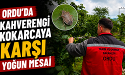 Ordu'da kahverengi kokarcaya karşı yoğun mesai