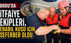 Ordu'da itfaiye ekipleri, ebabil kuşu için seferber oldu