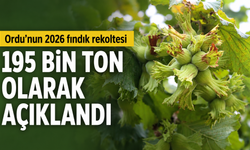 Ordu’nun 2026 fındık rekoltesi 195 bin ton olarak açıklandı