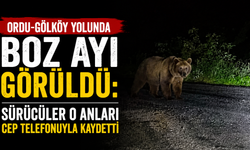 Ordu-Gölköy yolunda boz ayı görüldü: Sürücüler o anları cep telefonuyla kaydetti