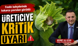 Fındık bahçelerinde kokarca yavruları görüldü: Üreticiye kritik uyarı