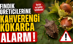 Fındık üreticilerine kahverengi kokarca alarmı