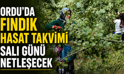 Ordu’da fındık hasat takvimi salı günü netleşecek