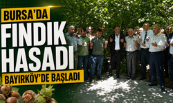 Bursa’da fındık hasadı Bayırköy’de başladı