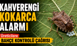 Kahverengi kokarca alarmı: Üreticilere bahçe kontrolü çağrısı