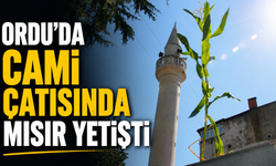Ordu'da cami çatısında mısır yetişti