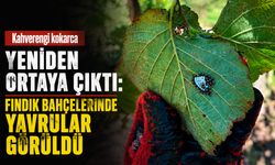 Kahverengi kokarca yeniden ortaya çıktı: Fındık bahçelerinde yavrular görüldü