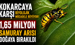 Kokarcaya karşı biyolojik mücadele büyüyor: 1,65 milyon samuray arısı doğaya bırakıldı