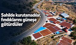 Sahilde kurutamadılar, fındıklarını güneşe götürdüler