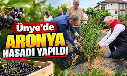 Ünye’de aronya hasadı yapıldı