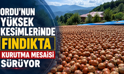 Ordu'nun yüksek kesimlerinde fındıkta kurutma mesaisi sürüyor