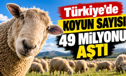 Türkiye'de koyun sayısı 49 milyonu aştı