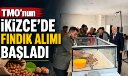 TMO’nun İkizce’de fındık alımı başladı