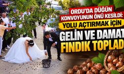 Ordu'da düğün konvoyunun önü kesildi: Yolu açtırmak için gelin ve damat fındık topladı