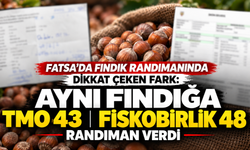 Fatsa’da fındık randımanında dikkat çeken fark: Aynı fındığa TMO 43, Fiskobirlik 48 randıman verdi
