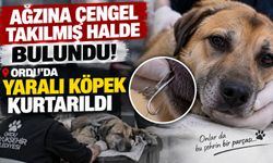 Ağzına çengel takılmış halde bulundu! Ordu’da yaralı köpek kurtarıldı