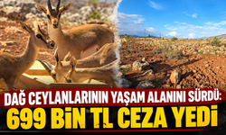 Dağ ceylanlarının yaşam alanını sürdü: 699 bin TL ceza yedi
