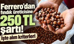 Ferrero’dan fındık üreticisine 250 TL şartı! İşte alım kriterleri