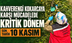 Kahverengi kokarcaya karşı mücadelede kritik dönem: Son tarih 10 Kasım