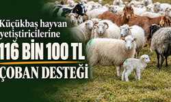Küçükbaş hayvan yetiştiricilerine 116 bin 100 TL çoban desteği