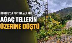 Kumru’da Fırtına Alarmı: Ağaç Tellerin Üzerine Düştü