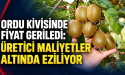 Ordu kivisinde fiyat geriledi: Üretici maliyetler altında eziliyor