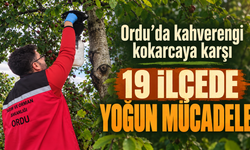 Ordu’da kahverengi kokarcaya karşı 19 ilçede yoğun mücadele