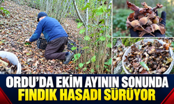 Ordu’da ekim ayının sonunda fındık hasadı sürüyor