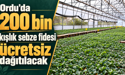 Ordu’da 200 bin kışlık sebze fidesi ücretsiz dağıtılacak