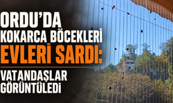 Ordu’da kokarca böcekleri evleri sardı: Vatandaşlar görüntüledi