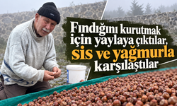 Fındığını kurutmak için yaylaya çıktılar, sis ve yağmurla karşılaştılar