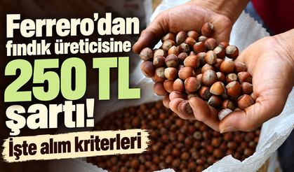 Ferrero’dan fındık üreticisine 250 TL şartı! İşte alım kriterleri