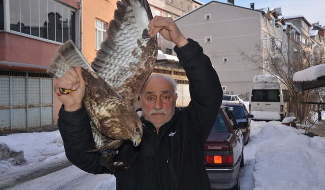 Kanadından yaralı boz şahin, Sesişen’in müdahalesiyle doğaya döndü