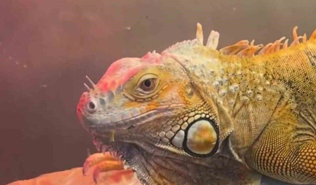 Koruma altındaki 3 hayvan Samsun'da ele geçirildi