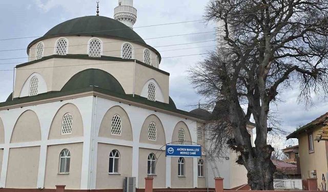 Samsun'da asırlık çitlembik ağacı için 'koruma' çağrısı