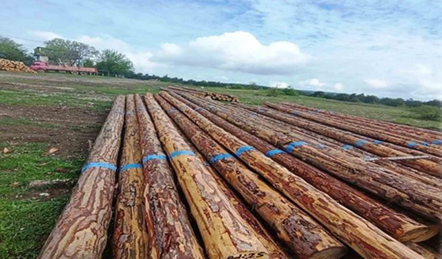 Samsun'da orman üretiminden 1,7 milyar TL katkı