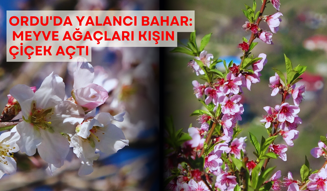 Ordu'da yalancı bahar: Meyve ağaçları kışın çiçek açtı