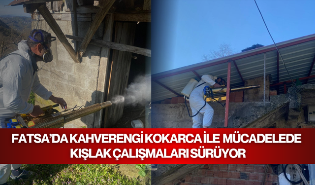 Fatsa'da kahverengi kokarca ile kışlak mücadelesi sürüyor