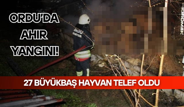 Ordu'da ahır yangını: 27 büyükbaş hayvan telef oldu
