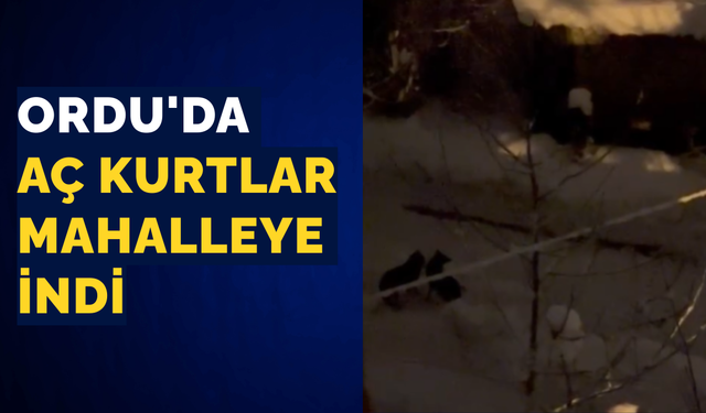 Ordu'da aç kurtlar mahalleye indi