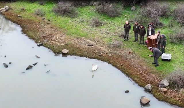 Ankara'da düşen kuğu Edirne'de özgürlüğüne kavuştu