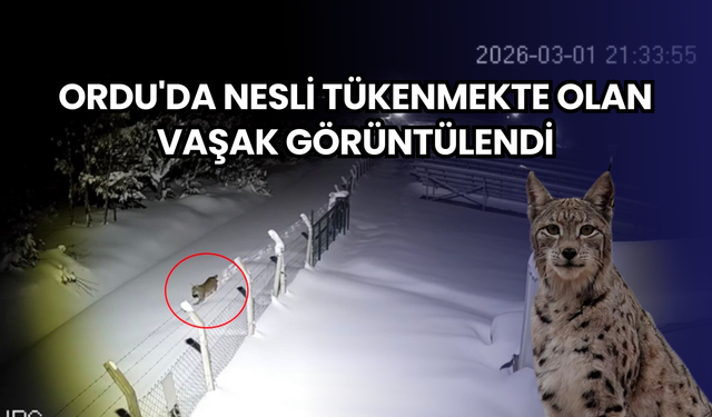 Ordu'da nesli tükenmekte olan vaşak görüntülendi