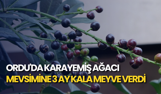 Ordu'da karayemiş ağacı mevsimine 3 ay kala meyve verdi