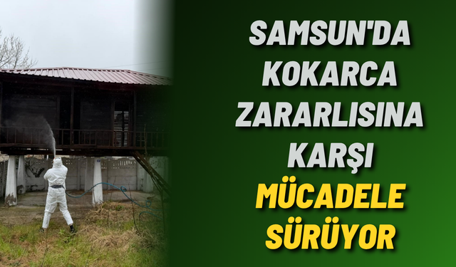 Samsun'da kokarca zararlısına karşı mücadele sürüyor