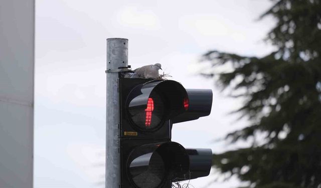 Karaman'ın en işlek kavşağındaki trafik lambasına yuva yapan kumru görenleri şaşırtıyor
