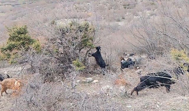 Tokat'ta yaylada kışın ayazında türküleriyle ısınan çoban, baharı da türküyle karşıladı