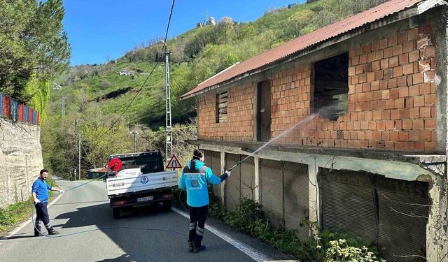 Trabzon'da kokarca ile mücadele sürüyor