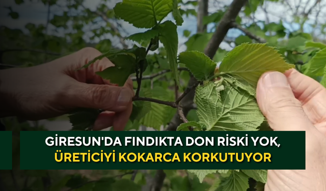 Giresun'da fındıkta don riski yok, üreticiyi kokarca korkutuyor