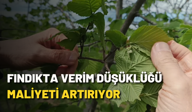 Fındıkta verim düşüklüğü maliyeti artırıyor