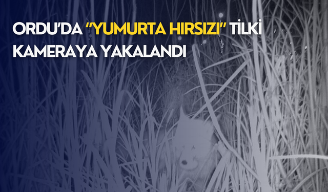 Ordu’da “Yumurta Hırsızı” tilki kameraya yakalandı